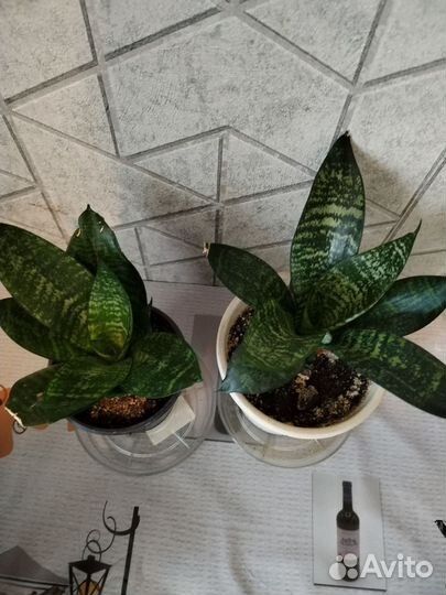 Сансевиерия, олеандр, традесканция, фикус кинки