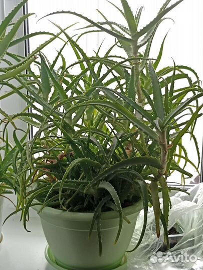 Алоэ столетник лечебный 15 лет