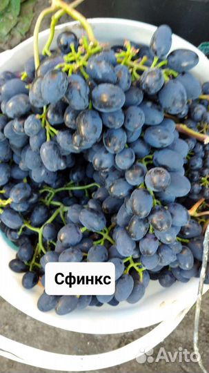 Саженцы и черенки винограда