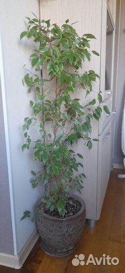 Фикус бенджамина 115 см в керамическом кашпо