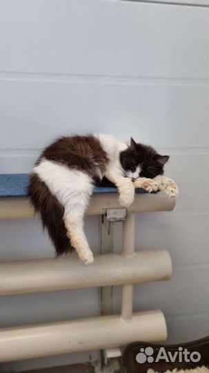 Котики бесплатно