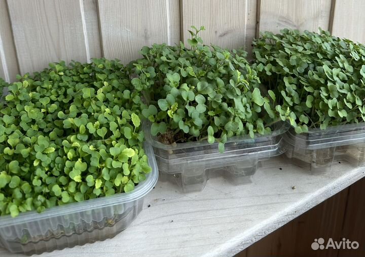 Микрозелень