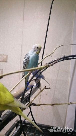 Птенец попугая 1.5 месяца