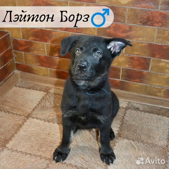 Щенки немецкой овчарки