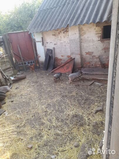 Вьетнамские вислобрюхие поросята