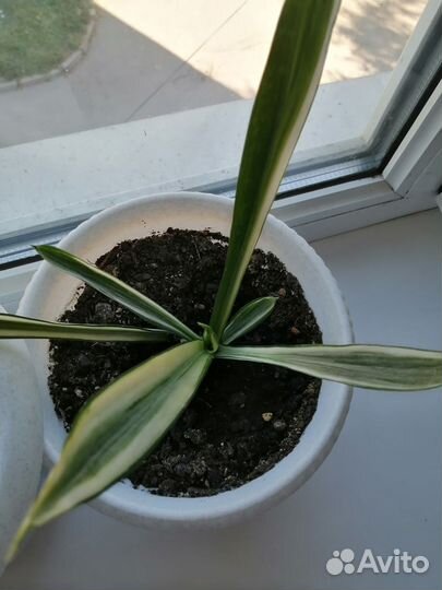 Сансивиерия сортовая