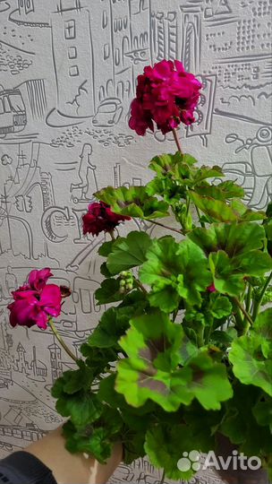 Пеларгония герань сортовая