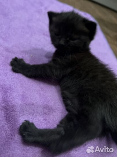 Британский котенок девочка