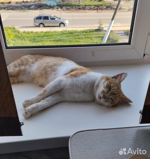 Кот в добрые руки