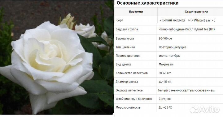 Саженцы роз зимостойкие