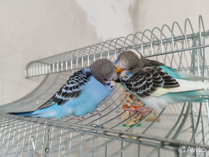 Волнистый попугай