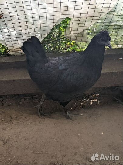 Породистые куры