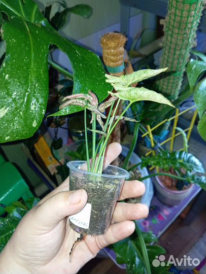 Сингониум пинк ролли