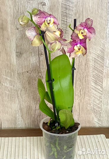 Орхидея фаленопсис разные