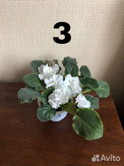 Фиалка белая