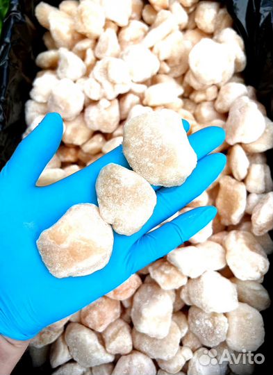 Оптом Морской гребешок