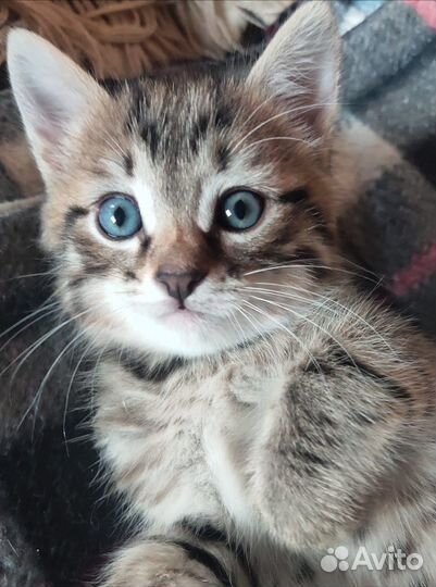 Красивый Котенок, мальчишка