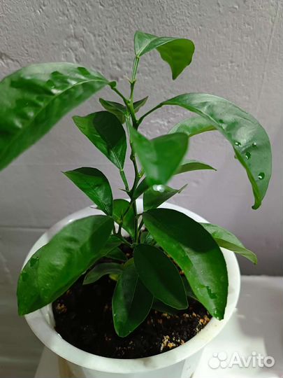 Дерево апельсин