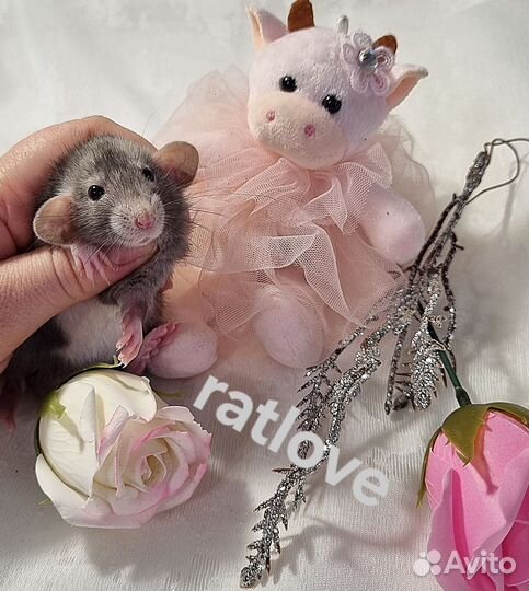 Крысята дамбо мальчишки