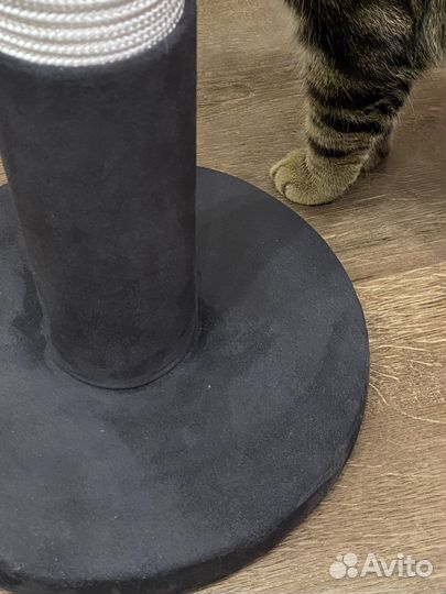 Когтеточка 