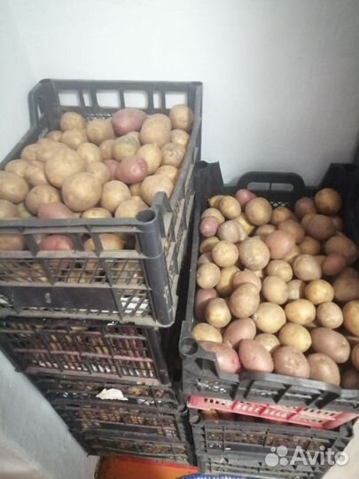 Продам картофель домашний, на посадку