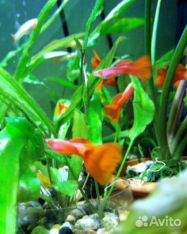 Гуппи чистая линия Full red albino