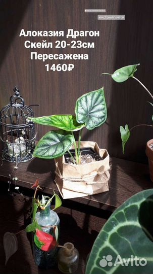 Алоказия Dragon Scale