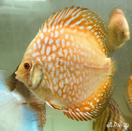 Пиджен Чеккерборд