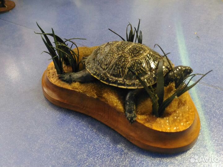 Чучело черепахи композиция сувенир
