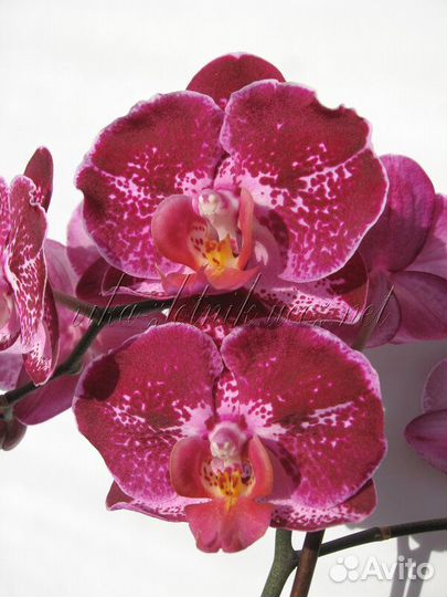Орхидея фаленопсис Супер Бьютифул /Super Beautiful