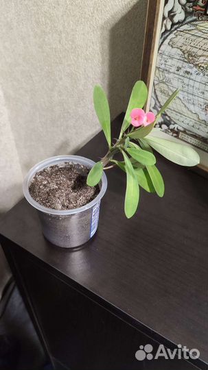 Комнатные цветы молочай