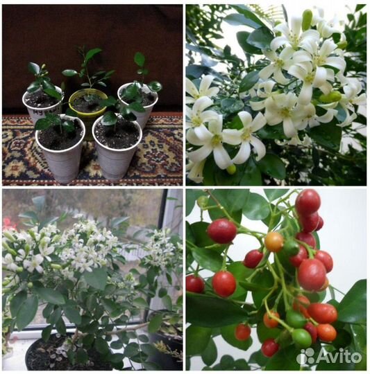 Мурайя-домашний лекарь