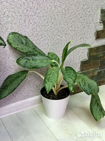 Аглаонема и Калатея