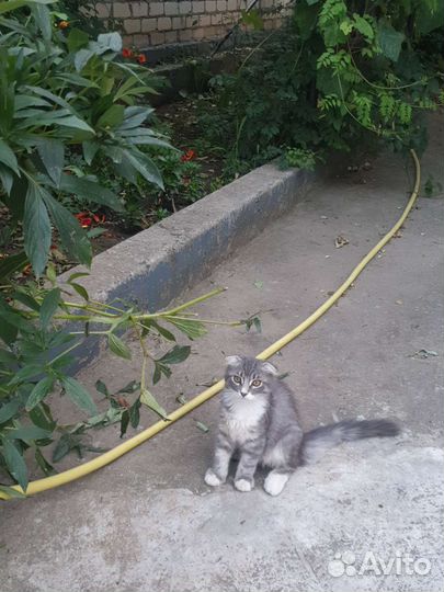 Вислоухий котик