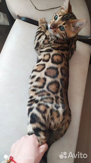Бенгальские котята