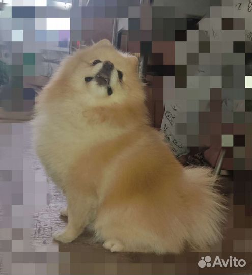 Шпиц вязка