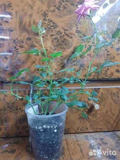 Роза кардана Пия