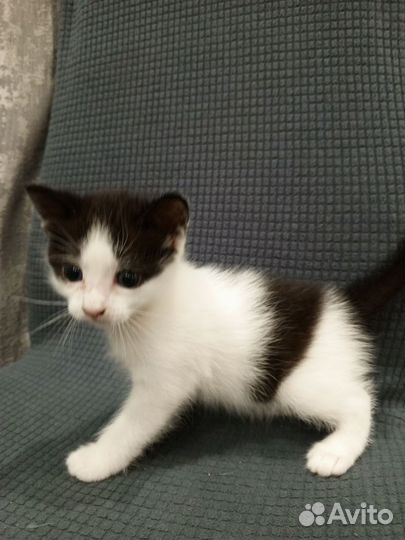 Отдам в добрые руки