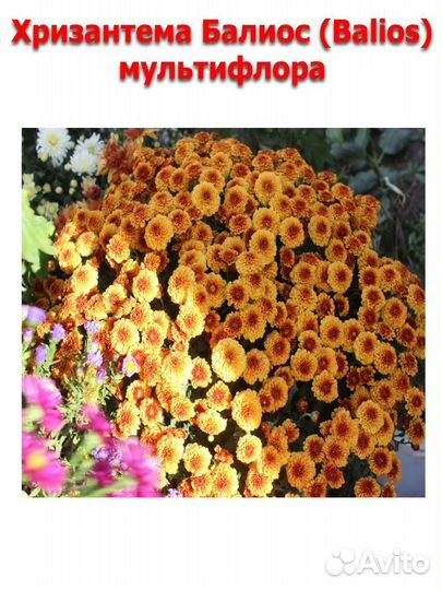 Укорененные черенки хризантемы мультифлора
