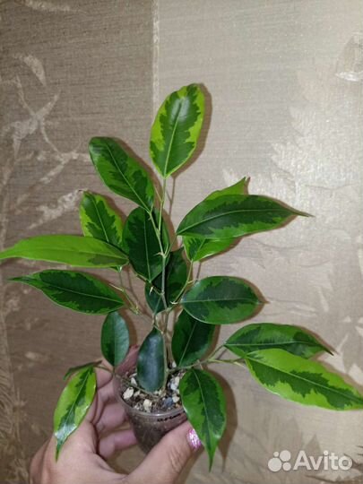 Фикусы Бенджамина