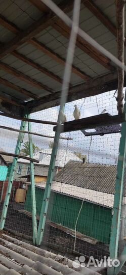 Голуби на свадьбу