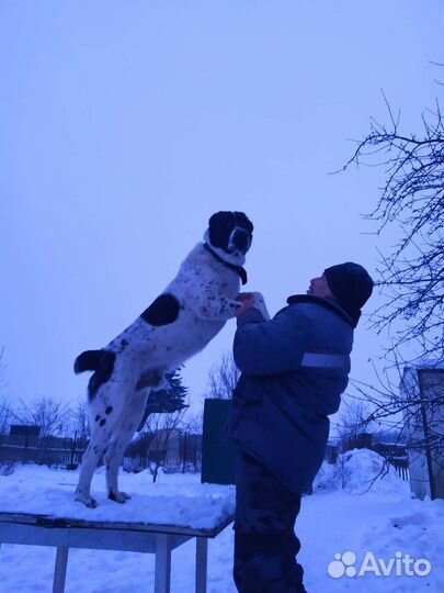 Вязка Алабай