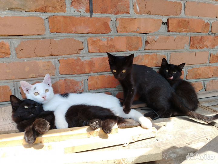 Собаки и кошки в добрые руки