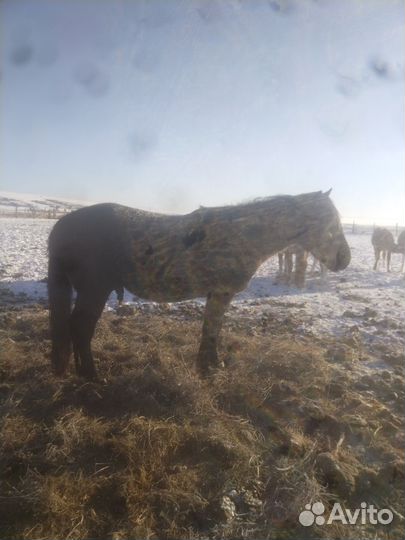 Жеребец 3 года