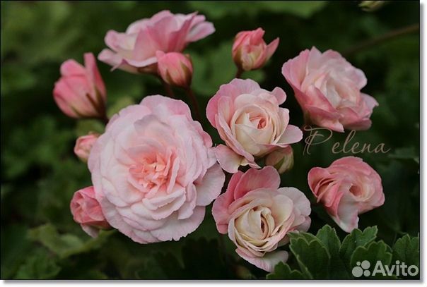 Пеларгонии элитные