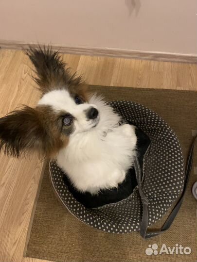 Ищем самку этому альфачу