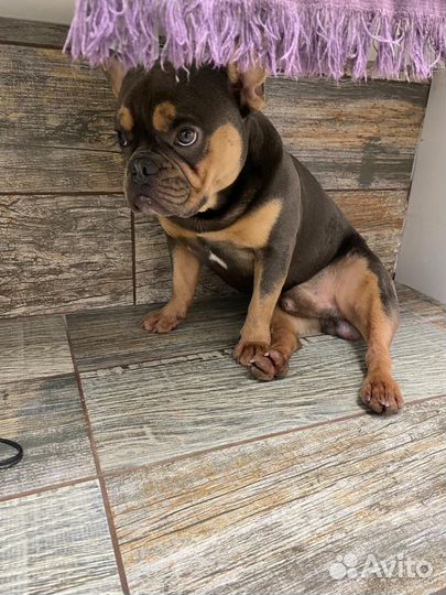 Вязка французского бульдога