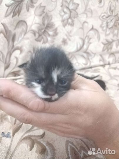 Котята в добрые руки бесплатно