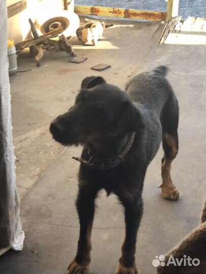 Охотничья норная