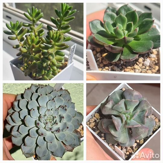 Детки суккулентов, эхеверии